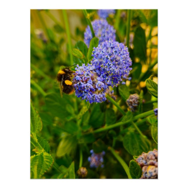 Bee  poster (Front)