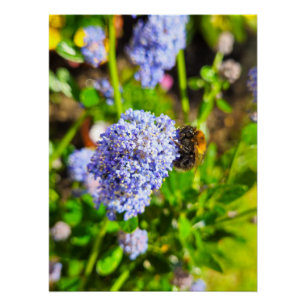 Bee poster