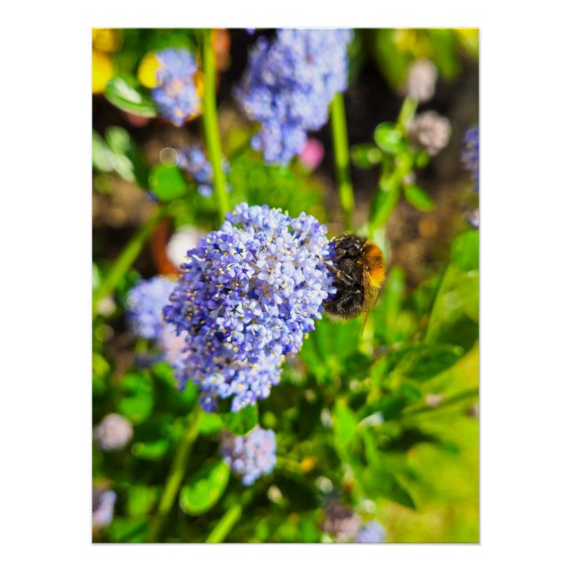 Bee  poster (Front)