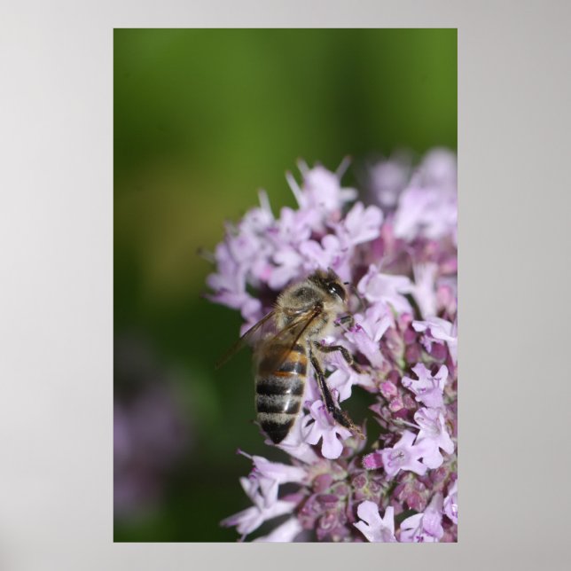 Bee Poster (Front)