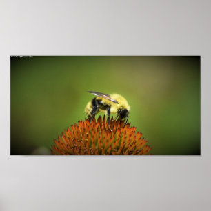Bee, Poster