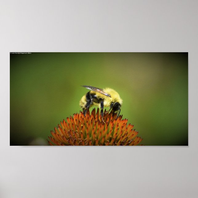 Bee, Poster (Front)