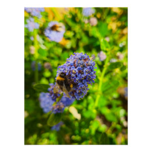 Bee poster