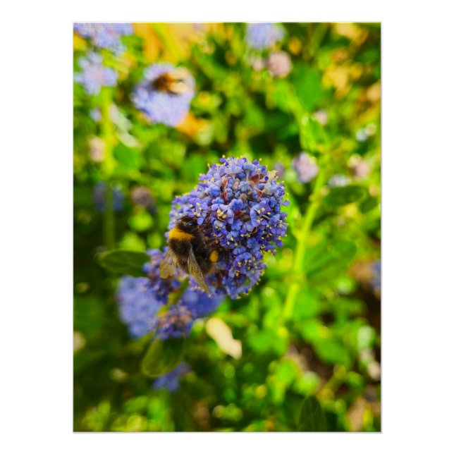 Bee  poster (Front)