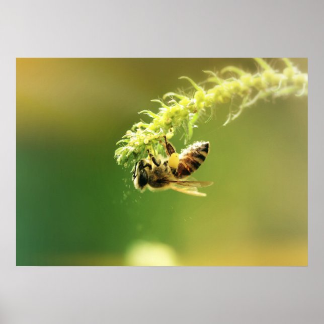 Bee Poster (Front)