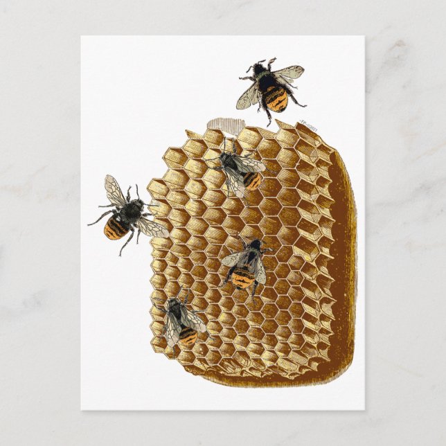 Bee Print, Honeycomb Illustration, Vintage Postcard (Front)