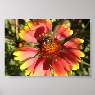 Bee sitting on a flower gaillardia core poster