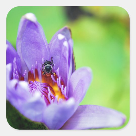 Bee Square Sticker