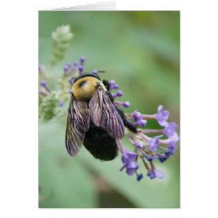 Bee-utiful Bee!