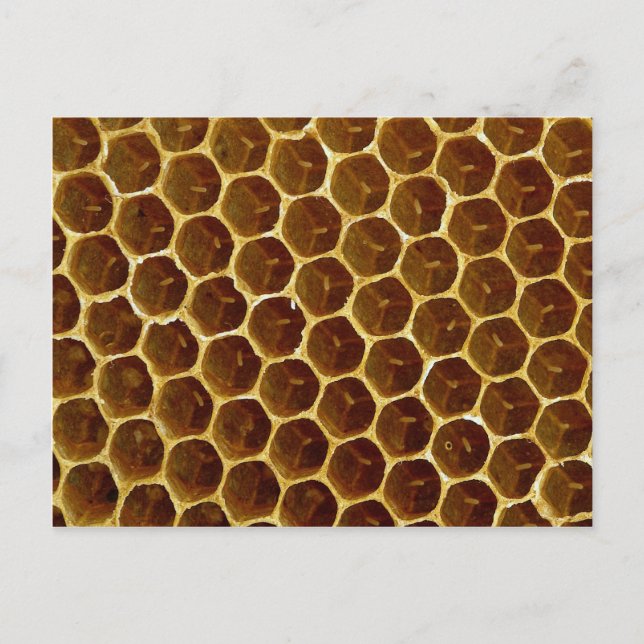 Bee wax comb postcard (Front)