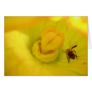 Bee Within Zucchini Flower