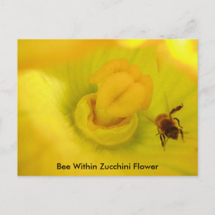 Bee Within Zucchini Flower Postcard