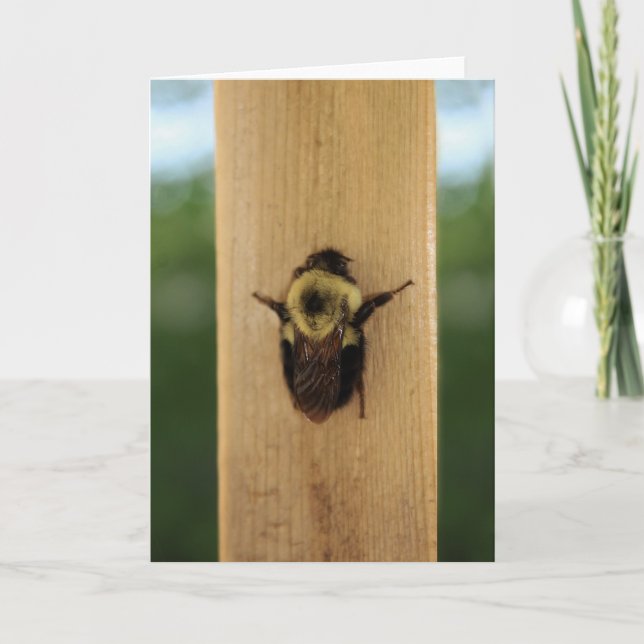 Bee-zilla Card (Front)