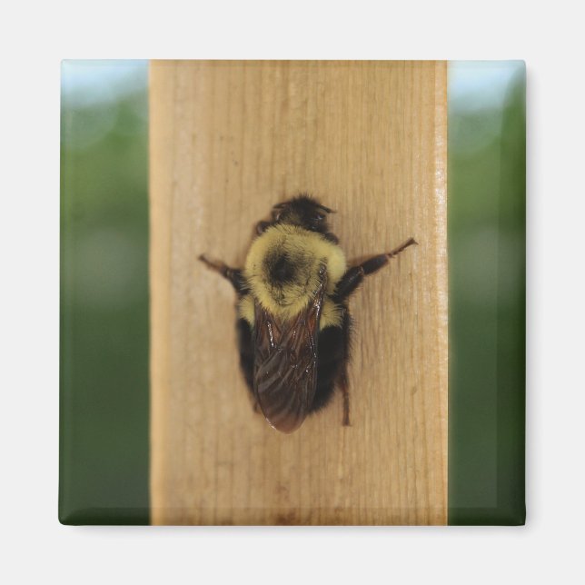 Bee-zilla Magnet (Front)
