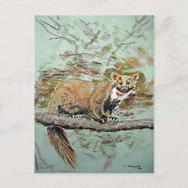 Beech marten postcard (Front)