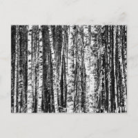 Beech Trees, White and Charcoal Grey / Grey