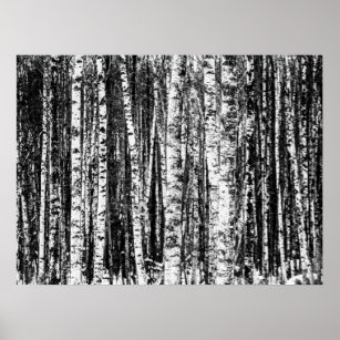 Beech Trees, White and Charcoal Grey / Grey Poster