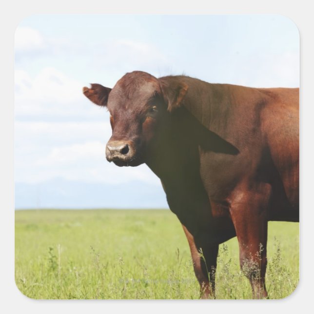 Beef cow in field square sticker (Front)