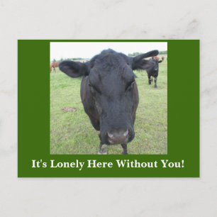 Beef Tails Postcard