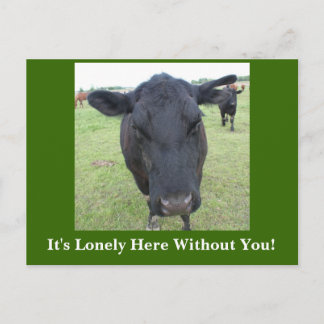 Beef Tails Postcard