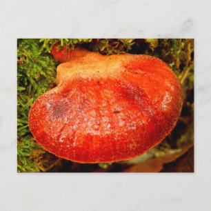 Beefsteak Fungus Postcard
