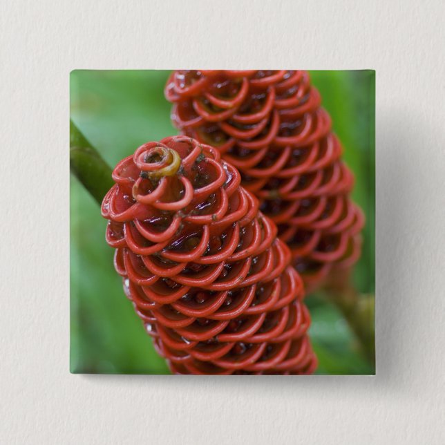 Beehive Ginger, Zingiber spectabile), 15 Cm Square Badge (Front)