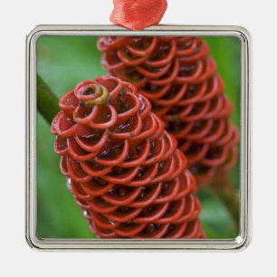Beehive Ginger, Zingiber spectabile), Metal Tree Decoration