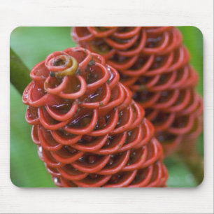 Beehive Ginger, Zingiber spectabile), Mouse Mat