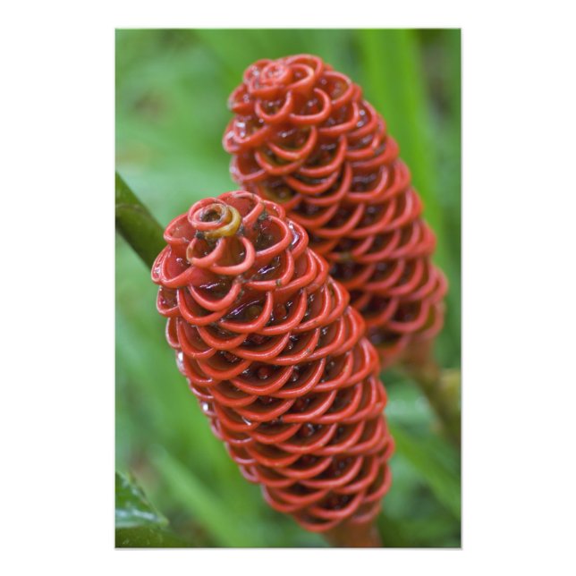 Beehive Ginger, Zingiber spectabile), Photo Print (Front)