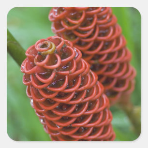 Beehive Ginger, Zingiber spectabile), Square Sticker