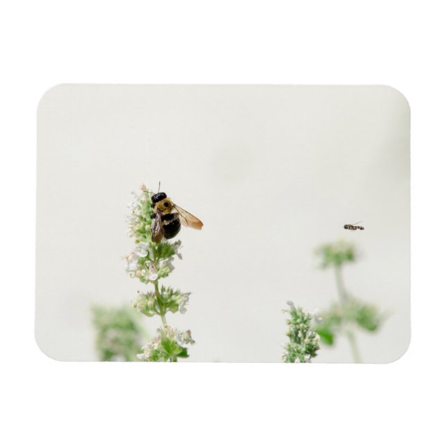 Beeline Magnet (Horizontal)