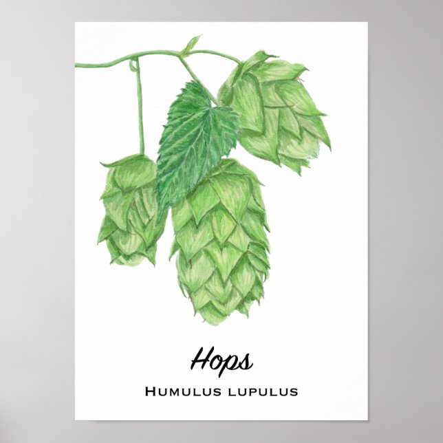 Beer Hops Watercolor Painting Poster (Front)