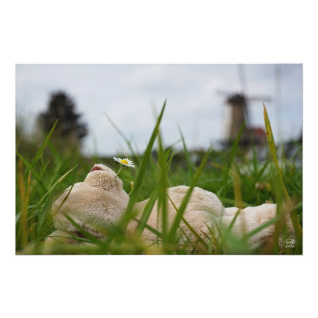 Beer relaxt lying in the grass with a Dutch Photo Print (Front)
