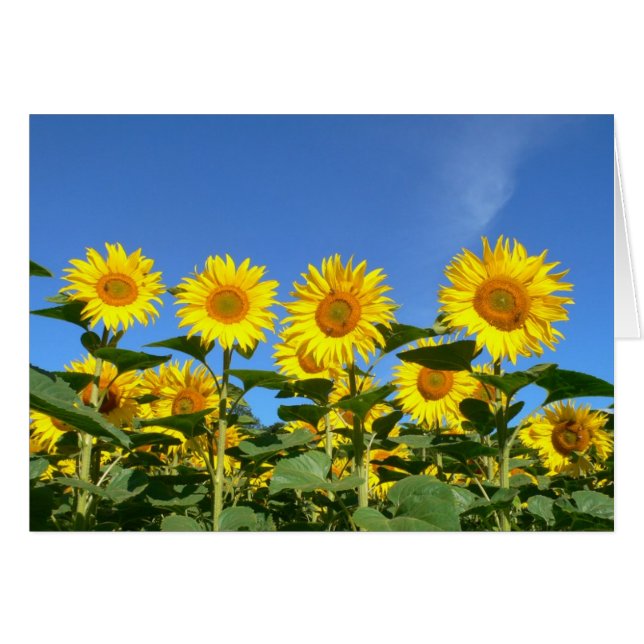 Bees and Sunflowers Against a Vibrant Blue Sky (Front Horizontal)
