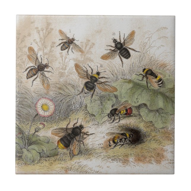Bees Antique Lithograph print tile (Front)