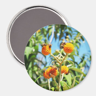 Bees at Work  Magnet