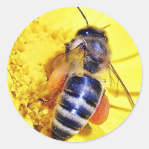 Bees Flowers Pollen Classic Round Sticker