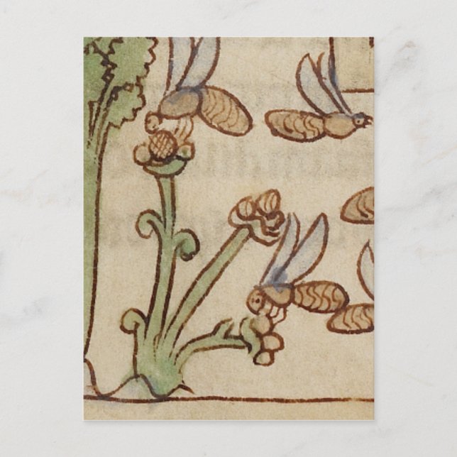 Bees from a Mediaeval Manuscript Postcard (Front)