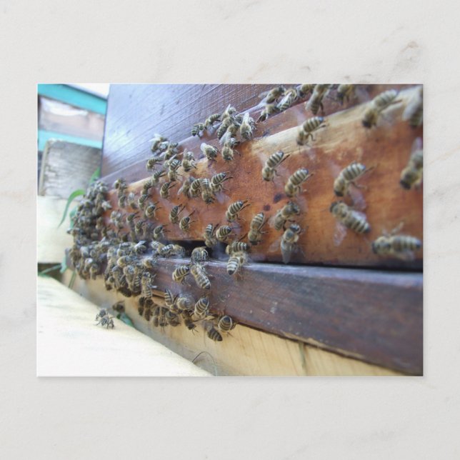 Bees Getting In Their Hive Postcard (Front)