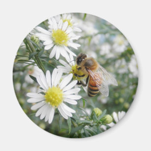 Bees Honey Bee Wildflowers Flowers Daisies Photo Magnet