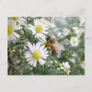 Bees Honey Bee Wildflowers Flowers Daisies Photo Postcard