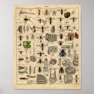 Bees Honey Bees Wasps Hives Nests Map   Poster