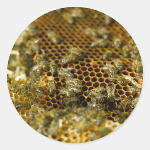 Bees In Hive, Western Cape, South Africa Classic Round Sticker