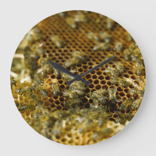 Bees In Hive, Western Cape, South Africa Large Clock
