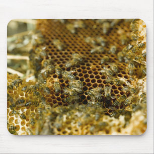 Bees In Hive, Western Cape, South Africa Mouse Mat