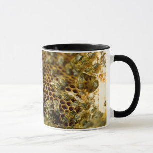 Bees In Hive, Western Cape, South Africa Mug