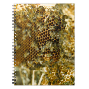 Bees In Hive, Western Cape, South Africa Notebook