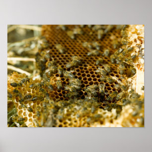 Bees In Hive, Western Cape, South Africa Poster