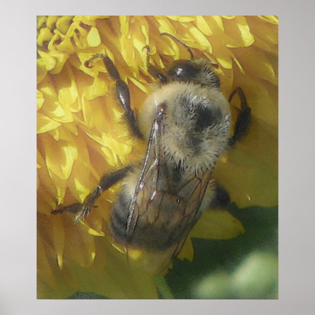 bees love yellow...[watercolour] poster (Front)