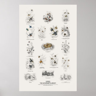 Bees - Naturalist's Library Poster